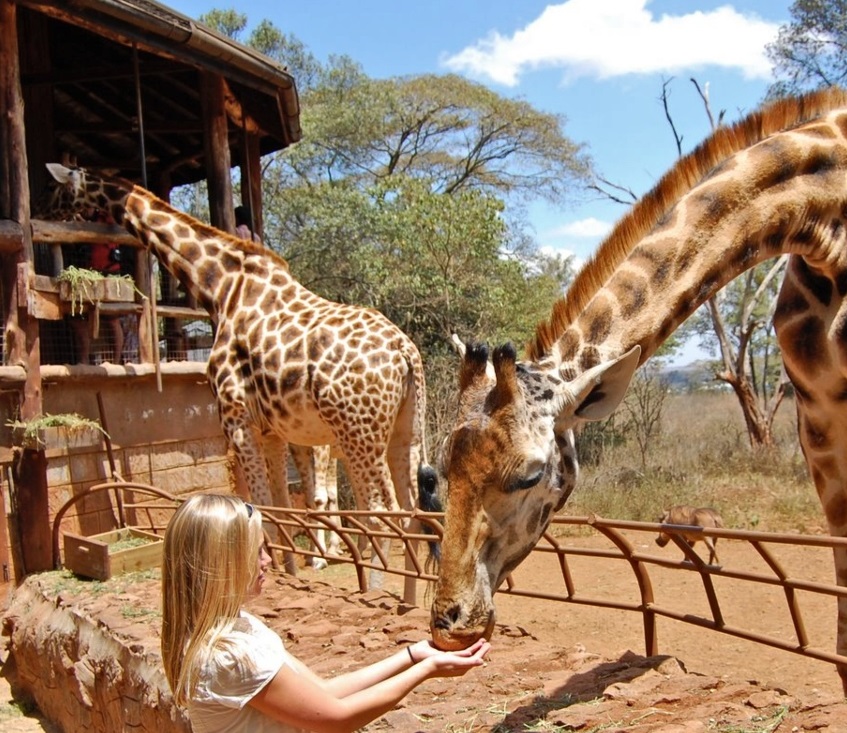 Safari Experience